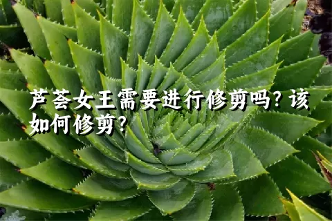 芦荟女王需要进行修剪吗？该如何修剪？