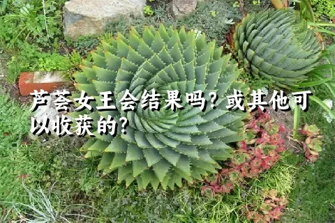 芦荟女王会结果吗？或其他可以收获的？