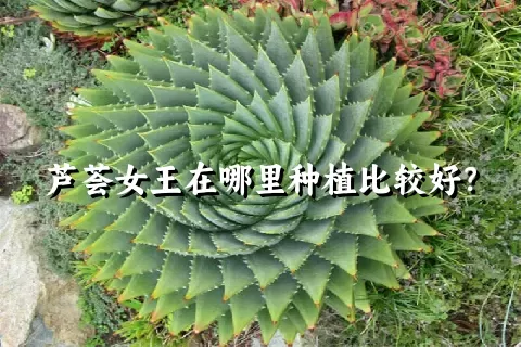 芦荟女王在哪里种植比较好？