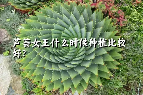 芦荟女王什么时候种植比较好？