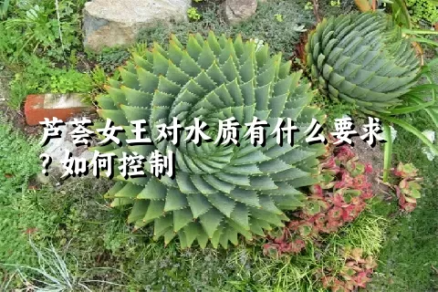 芦荟女王对水质有什么要求？如何控制