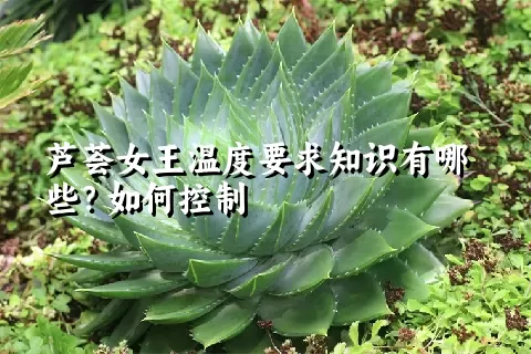 芦荟女王温度要求知识有哪些？如何控制