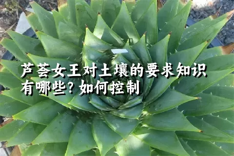 芦荟女王对土壤的要求知识有哪些？如何控制