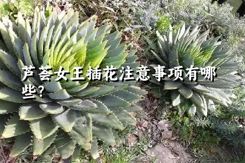 芦荟女王插花注意事项有哪些？