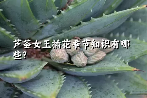 芦荟女王插花季节知识有哪些？