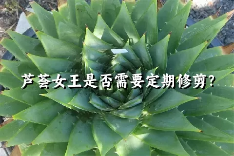 芦荟女王是否需要定期修剪？