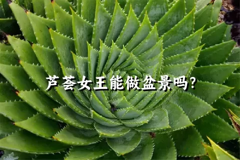 芦荟女王能做盆景吗？