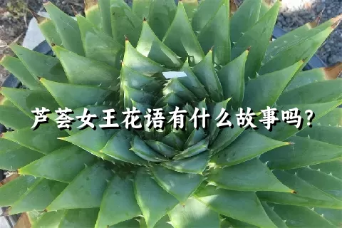 芦荟女王花语有什么故事吗？