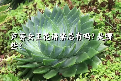 芦荟女王花语禁忌有吗？是哪些？