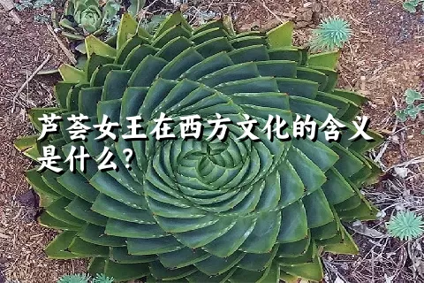 芦荟女王在西方文化的含义是什么？