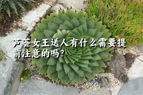 芦荟女王送人有什么需要提前注意的吗？