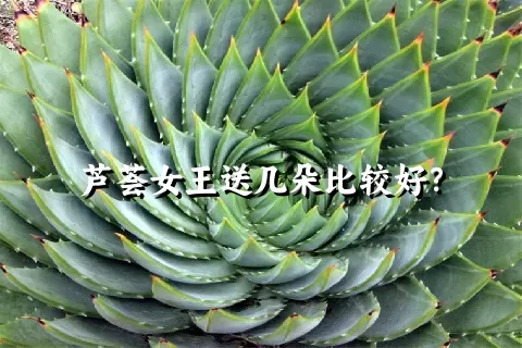 芦荟女王送几朵比较好？