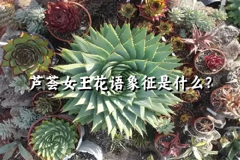 芦荟女王花语象征是什么？