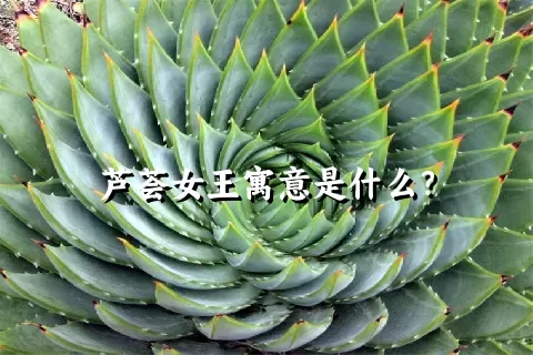 芦荟女王寓意是什么？