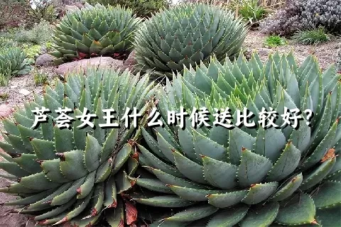 芦荟女王什么时候送比较好？