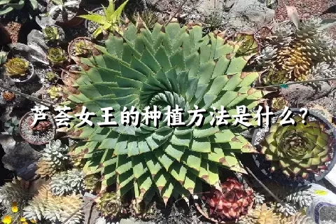 芦荟女王的种植方法是什么？