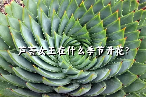 芦荟女王在什么季节开花？