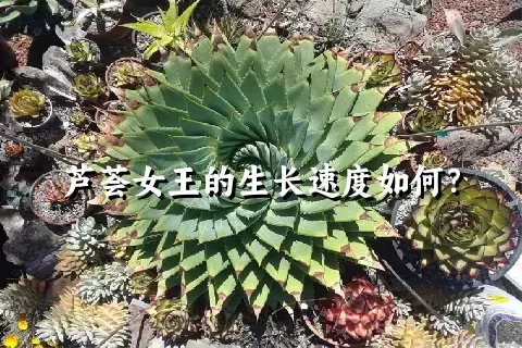 芦荟女王的生长速度如何？