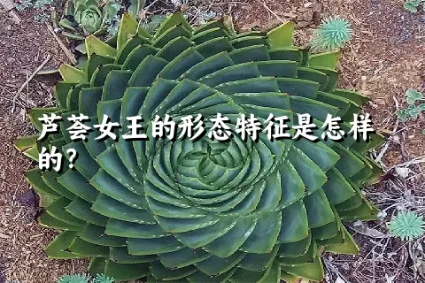 芦荟女王的形态特征是怎样的？