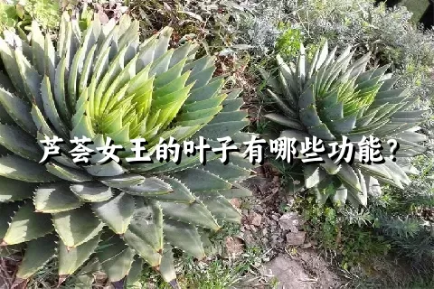 芦荟女王的叶子有哪些功能？