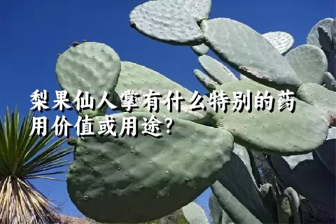 梨果仙人掌有什么特别的药用价值或用途？