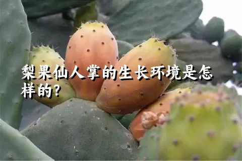 梨果仙人掌的生长环境是怎样的？