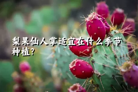 梨果仙人掌适宜在什么季节种植？