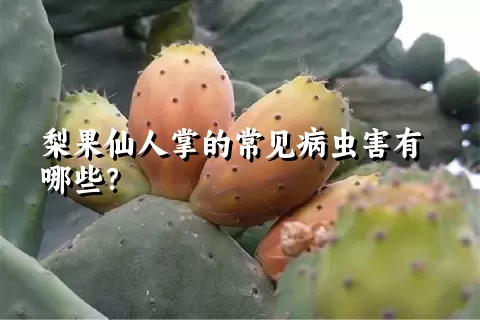 梨果仙人掌的常见病虫害有哪些？