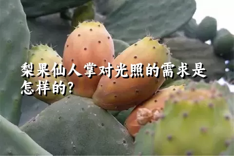 梨果仙人掌对光照的需求是怎样的？