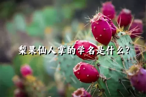 梨果仙人掌的学名是什么？