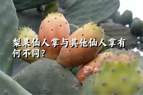 梨果仙人掌与其他仙人掌有何不同？