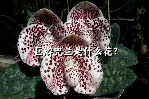 巨瓣兜兰是什么花？