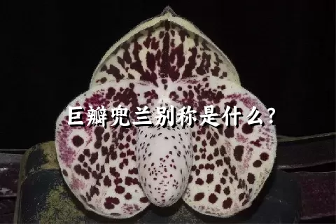 巨瓣兜兰别称是什么？