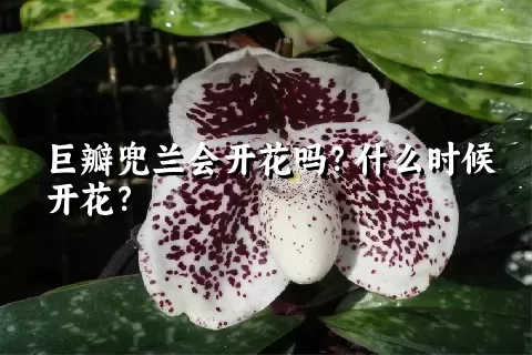 巨瓣兜兰会开花吗？什么时候开花？