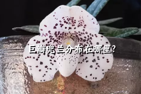 巨瓣兜兰分布在哪里?