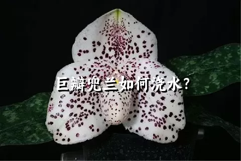 巨瓣兜兰如何浇水？