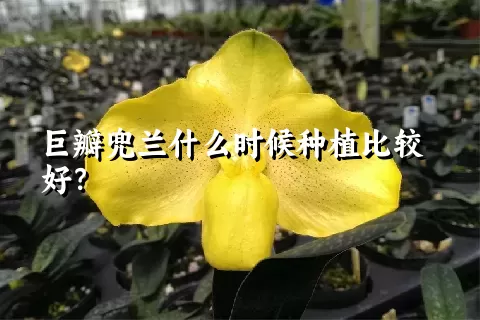 巨瓣兜兰什么时候种植比较好？