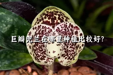 巨瓣兜兰在哪里种植比较好？