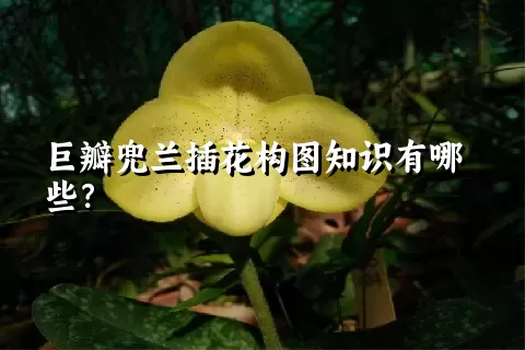 巨瓣兜兰插花构图知识有哪些？