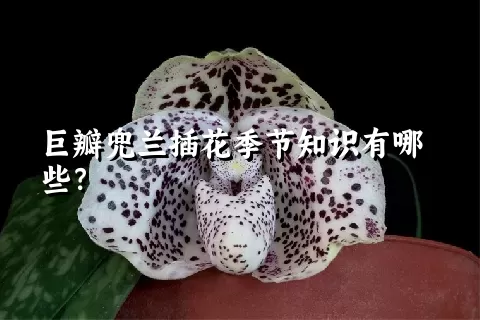 巨瓣兜兰插花季节知识有哪些？