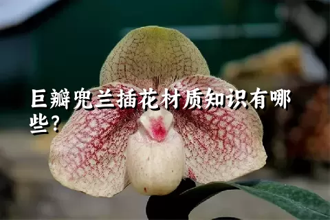 巨瓣兜兰插花材质知识有哪些？