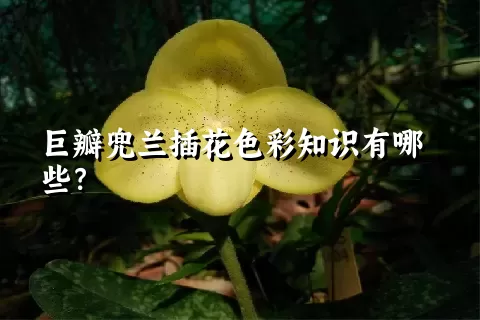 巨瓣兜兰插花色彩知识有哪些？