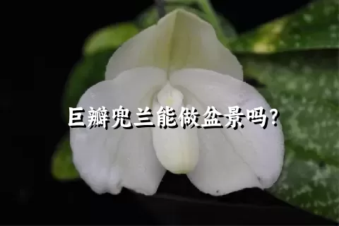 巨瓣兜兰能做盆景吗？