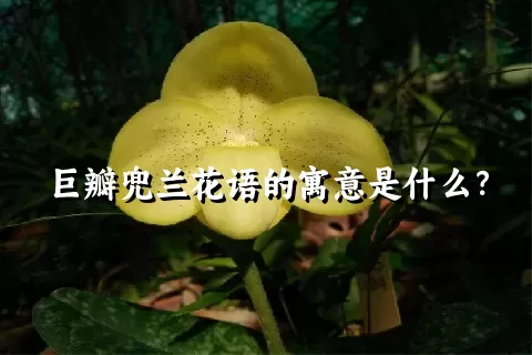 巨瓣兜兰花语的寓意是什么？