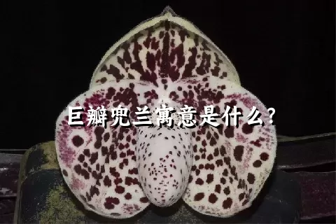 巨瓣兜兰寓意是什么？