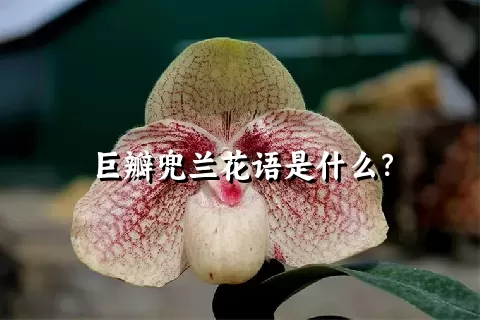 巨瓣兜兰花语是什么？