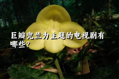 巨瓣兜兰为主题的电视剧有哪些？