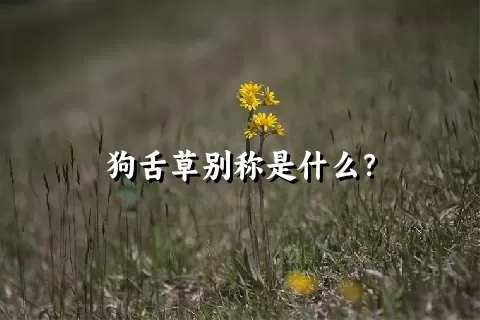 狗舌草别称是什么？