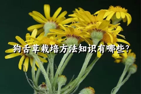 狗舌草栽培方法知识有哪些？