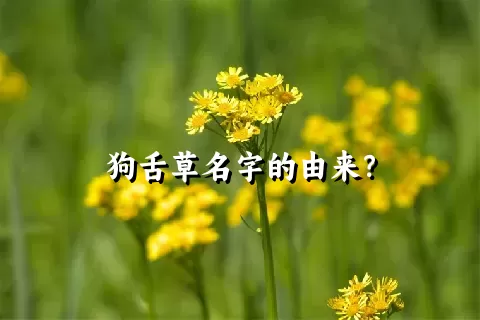 狗舌草名字的由来？